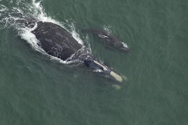 Catalog #1612 Juno is the first right whale sighted with a newborn calf this winter. The calf is no more than four days old and the pair was sighted near the entrance to Winyah Bay in South Carolina on Nov. 28. Catalog #1612 is at least 38 years old and this is her eighth calf documented by researchers. Photo Credit: Clearwater Marine Aquarium Research Institute, taken under NOAA permit #26919. Funded by United States Army Corps of Engineers.