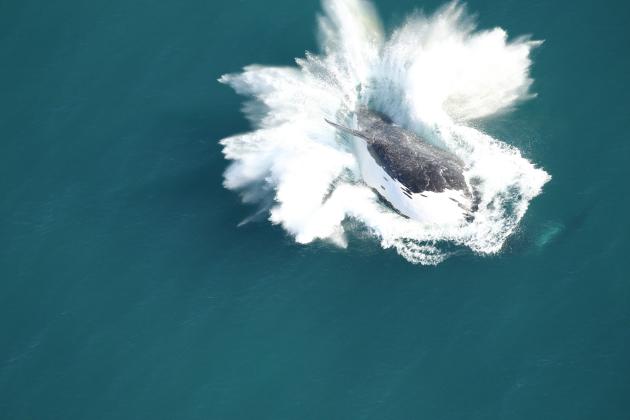Catalog #3360, Horton seen breaching approximately 14 nautical miles off Tybee Island in Georgia on Nov. 18. Seven more adult females ranging in age from 14 years to more than 42 years old have been sighted from North Carolina to Georgia since Nov. 15, all potential mothers this winter. Catalog 3360-Horton breeching.jpg Photo Credit: Clearwater Marine Aquarium Research Institute, taken under NOAA permit #26919. Funded by United States Army Corps of Engineers.