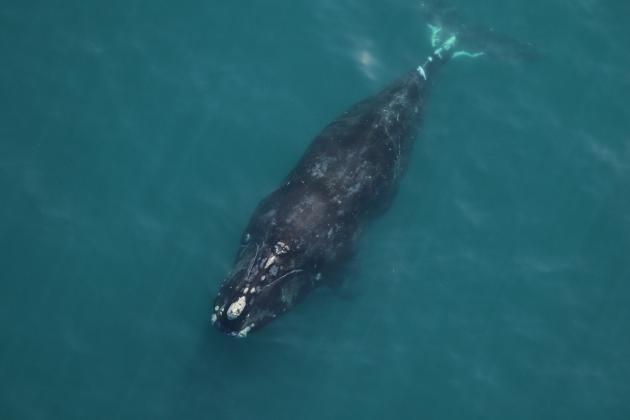 Catalog #3360, Horton was sighted approximately 14 nautical miles off Tybee Island in Georgia on Nov. 18. Catalog #3360 is at least 21 years old and was sighted traveling with another adult female, Catalog #3320 Braces. Photo Credit: Clearwater Marine Aquarium Research Institute, taken under NOAA permit #26919. Funded by United States Army Corps of Engineers.
