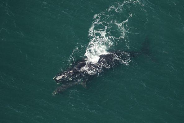 Aerial surveys spotted right whale Catalog #1703 “Wolf” and her newborn calf on Dec. 22, off Atlantic Beach, near Jacksonville. Photos courtesy FWC Fish and Wildlife Research Institute