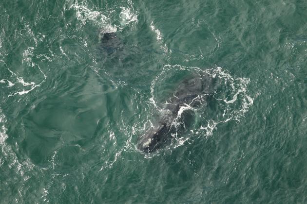 Aerial surveys spotted right whale Catalog #1703 “Wolf” and her newborn calf on Dec. 22, off Atlantic Beach, near Jacksonville. Photos courtesy FWC Fish and Wildlife Research Institute