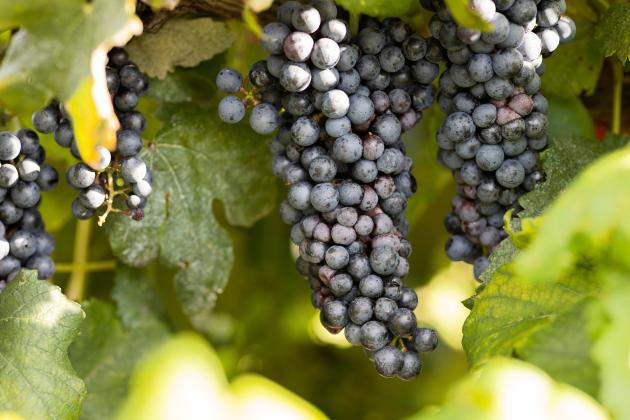 The University of Florida is always testing and experimenting on newer grape varieties for agricultural production, including these European grape varieties. Photo courtesy of UF/IFAS Communications and Cat Wofford.
