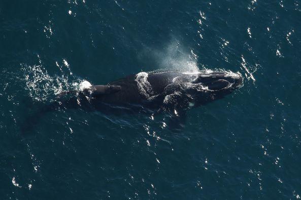 Whale calf No. 6: Aerial survey teams spotted Catalog #3780 with a newborn calf on Dec. 31, 2023, offshore of Amelia Island. Catalog #3780 is at least 17 years old, and this is her first calf. The calf is less than three days old. Photo FWC Wildlife Research Institute