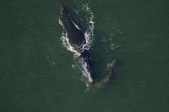 Whale calf No. 8: Survey teams sighted Catalog #1802 “Legato” with a calf off Nassau Sound on Dec. 31. “Legato” is 36 years old, and this is her fifth calf. She last gave birth 13 years ago during the 2011 calving season. Photo FWC Wildlife Research Institute