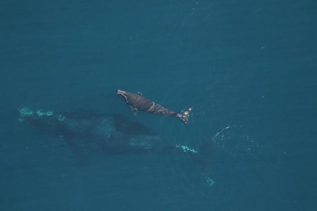 The North Atlantic right whale Juno, with her latest calf, as seen on Dec. 9 near Amelia Island. Biologists believe a ship propeller struck the calf in the following days before anglers spotted it Jan. 6. Florida Fish and Wildlife Research Institute
