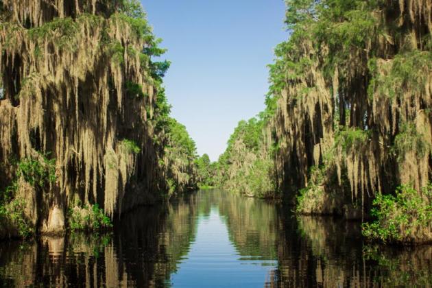 Okefenokee Swamp. File photo