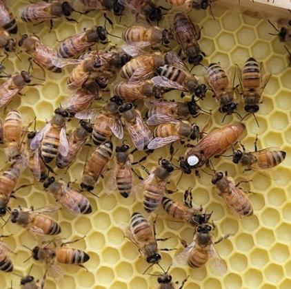 Honey from the St. Marys Bee Ranch in Hilliard is a feature at the Fernandina Beach Market Place this weekend. Submitted