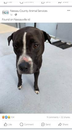 This photo, posted on the Nassau County Animal Services Facebook page on Tuesday, shows a dog found on Nassauville Road. By Thursday, the post had 110 reactions, nine comments and 56 shares. Submitted