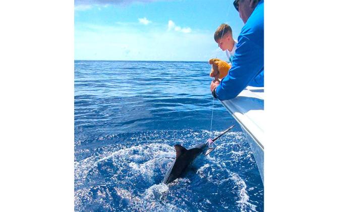 William Roberts, 16, is pictured landing and releasing a blue marlin while fishing aboard the Burnin’ Daylight.