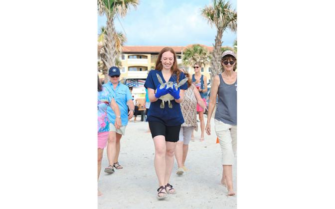 Annie Gero with Georgia Sea Turtle Center carries Wisteria, a rehabilitated sea turtle, to be released back into the Atlantic at Main Beach. Photo by Ashley Chandler/News-Leader