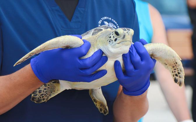 Adam Lochstampfor with Georgia Sea Turtle Center carries Hartwig, a rehabilitated sea turtle, to the water to be released on Wednesday at Main Beach. Photo by Ashley Chandler/News-Leader