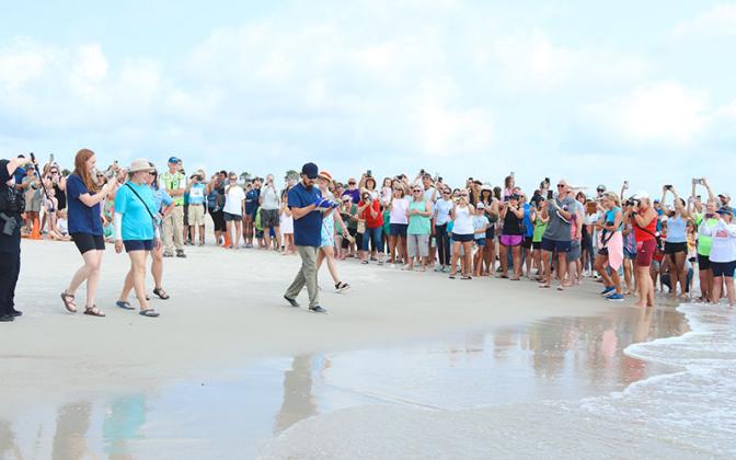 Adam Lochstampfor with Georgia Sea Turtle Center carries Hartwig, a rehabilitated sea turtle, to the water to be released on Wednesday at Main Beach. Photo by Ashley Chandler/News-Leader