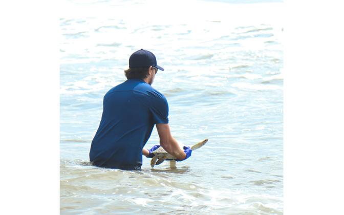 Adam Lochstampfor with Georgia Sea Turtle Center carries Hartwig, a rehabilitated sea turtle, to the water to be released on Wednesday at Main Beach. Photo by Ashley Chandler/News-Leader