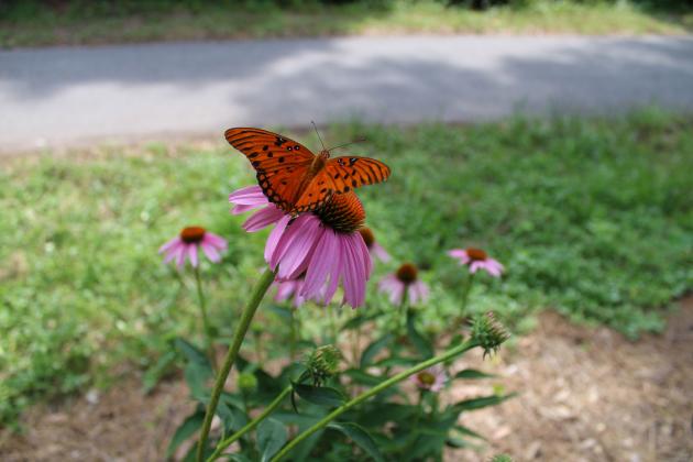 Photo by Pamela Bushnell/News-Leader