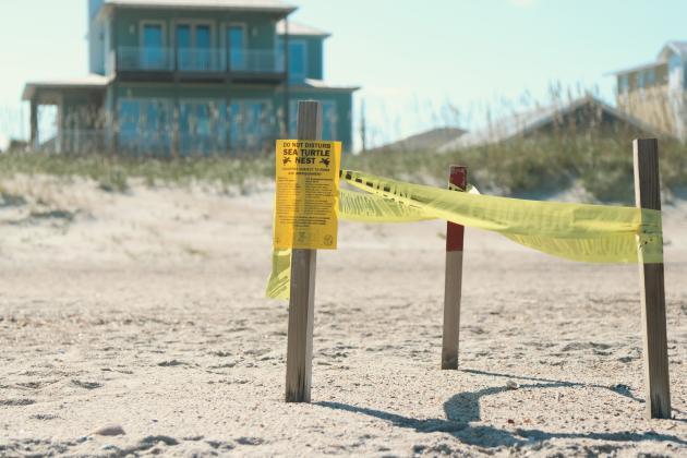 Ashley Chandler/News-Leader. A sea turtle nest is blocked off on Fernandina Beach. Amelia Island Sea Turtle Watch President Mary Duffy said they continue to monitor nests that still are incubating and will excavate at the appropriate time. If an excavation is in a location with adequate parking, it will be advertised on the website, www.ameliaislandseaturtlewatch.com. 