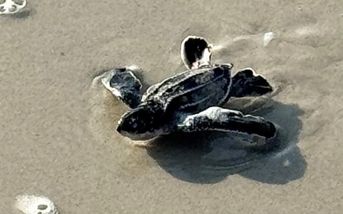 Submitted photo. A leatherback hatchling works its way to the water. Upon excavation of the nest, four live hatchlings were discovered. Amelia Island Sea Turtle Watch President Mary Duffy said the leatherback excavation was exciting.
