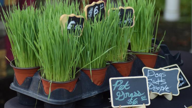 Gypsy Microgreens in Fernandina. Submitted photo