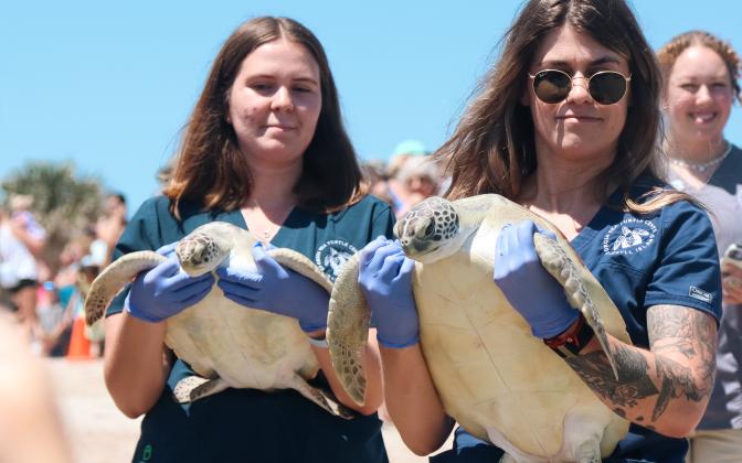 Sydney Milburn, rehabilitation technician I, carries Gamby, left, and Dr. Briana-Lee Shaffner, associate veterinarian, carries Quintet, two rehabilitated sea turtles. The two were released in the ocean Thursday on Main Beach back to the Atlantic. Ashley Chandler/News-Leader