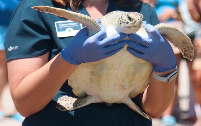 Sydney Milburn, rehabilitation technician I at the Georgia Sea Turtle Center, carries Gamby, a rehabilitated sea turtle, to be released in the ocean Thursday on Main Beach. 