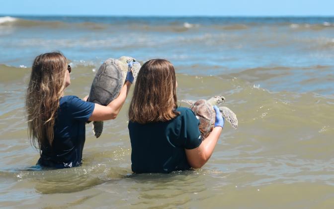 Dr. Briana-Lee Shaffner, associate veterinarian, carries Quintet, left, and Sydney Milburn, rehabilitation technician I, carries Gamby, right, to release them into the Atlantic on Thursday at Main Beach. Ashley Chandler/News-Leader