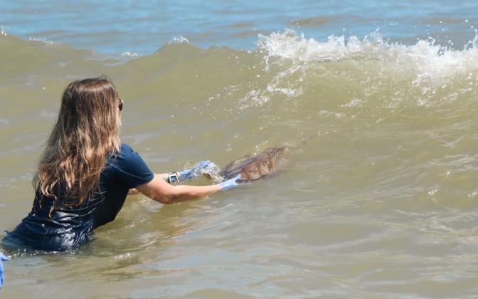 Dr. Briana-Lee Shaffner, associate veterinarian at the Georgia Sea Turtle Center, assists Quintet who was pushed back toward them by a wave after releasing the rehabilitated sea turtle on Thursday at Main Beach. Ashley Chandler/News-Leader
