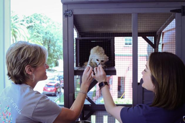 Candy Ramsey and Amanda Gordon give marshmallows to Koa, a fennec fox, on Sunday at The Salty Fox Tattoo &amp; Apothecary. Photo by Ashley Chandler
