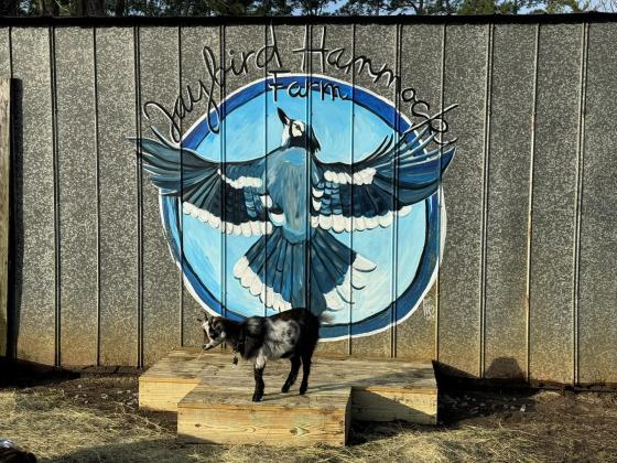 Jaybird Hammock Farm offers a variety of activities to rejuvenate your mind, body, and spirit, including goat yoga, moonlit meditation and sound bath in Pine Forest hammocks and stand up paddle board yoga.  Submitted photo
