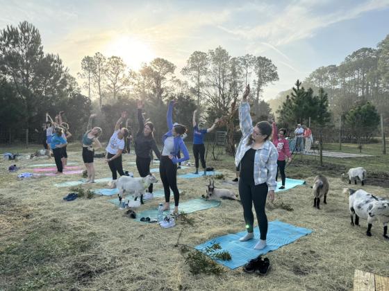 Jaybird Hammock Farm offers a variety of activities to rejuvenate your mind, body, and spirit, including goat yoga, moonlit meditation and sound bath in Pine Forest hammocks and stand up paddle board yoga.  Submitted photo