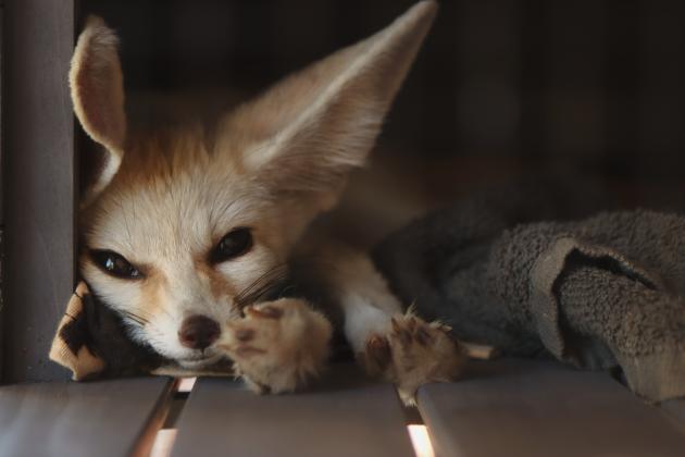 Koa, a fennec fox from The Salty Fox Sanctuary, wakes up from a nap at the flash-tattoo event held at The Salty Fox Tattoo & Apothecary on Sunday in Downtown Fernandina Beach. The event was held to raise money for the local sanctuary. Photo by Ashley Chandler/News-Leader