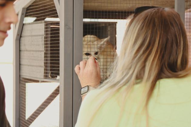 A visitor interacts with Koa, a fennec fox from The Salty Fox Sanctuary, listens closely at the flash-tattoo event held at The Salty Fox Tattoo &amp; Apothecary on Sunday in Downtown Fernandina Beach. Photo by Ashley Chandler