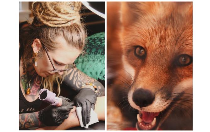 LEFT: Kayla Altman tattoos a flash-tattoo fox design on Leah Spencer on Sunday at The Salty Fox Tattoo &amp; Apothecary. Altman co-owns the tattoo business and is the founder of The Salty Fox Sanctuary. RIGHT: Finnegan, a red fox from The Salty Fox Sanctuary, watches visitors at the flash-tattoo event held at The Salty Fox Tattoo &amp; Apothecary on Sunday in Downtown Fernandina Beach. The event was held to raise money for the sanctuary. Photos by Ashley Chandler