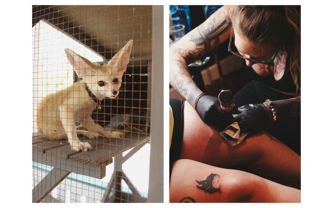 LEFT: Koa, a fennec fox from The Salty Fox Sanctuary, listens closely at the flash-tattoo event held at The Salty Fox Tattoo &amp; Apothecary on Sunday in Downtown Fernandina Beach. The event was held to raise money for the local sanctuary. RIGHT: Kayla Altman tattoos one of two flash-tattoo fox designs on Elizabeth Johnson on Sunday at The Salty Fox Tattoo &amp; Apothecary. Photos by Ashley Chandler/News-Leader