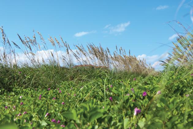 Sea Oats and Railroad Vine are thriving Sept. 17 behind Dave Bowman’s house on the south end of Amelia Island. Photo by Ashley Chandler/News-Leader