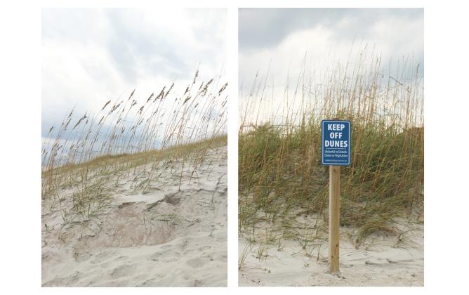 Left: These sea oats were pictured Sept. 30 just days after being battered by tropical-storm force winds brought in by Hurricane Helene. Erosion can be seen just in front of where the sea oats roots hold sediment in place. Right: A sign at Seaside Park reminds visitors that it’s unlawful to disturb dunes or vegetation.