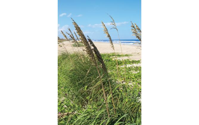Sea Oats and Railroad Vine are thriving Sept. 17 behind Dave Bowman’s house on the south end of Amelia Island. Photo by Ashley Chandler/News-Leader