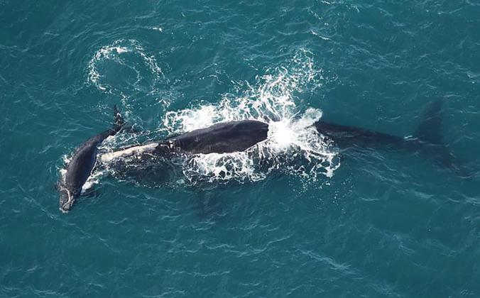 A North Atlantic right whale named Braces and her calf are pictured during an aerial survey funded by NOAA Fisheries and the Georgia Department of Natural Resources.   Photo by Clearwater Marine Aquarium Research Institute, taken under NOAA permit #26919