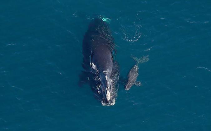 A North Atlantic right whale named Horton is pictured with her newborn calf. Photo by Clearwater Marine Aquarium Research Institute, taken under NOAA permit #26919