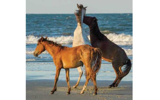 A federal judge recently dismissed a lawsuit on behalf of Cumberland Island horses. Photo courtesy Jay Smith/Special