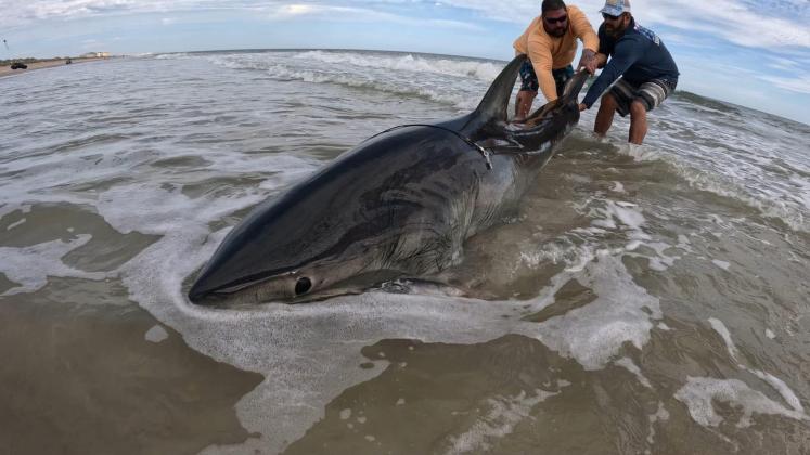 Alberto Vanegas and Kenneth Raby are pictured with the first-ever great white shark catch made from the beaches of Amelia Island and maybe the entire state of Florida. The historic shark catch was made Tuesday and measured 9.5 feet long. Submitted photo