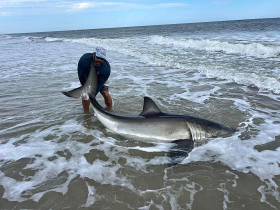 Alberto Vanegas and Kenneth Raby are pictured with the first-ever great white shark catch made from the beaches of Amelia Island and maybe the entire state of Florida. The historic shark catch was made Tuesday and measured 9.5 feet long. Submitted photo