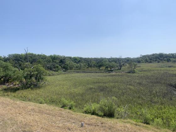 Pictured on Thornton property. Photo from North Florida Land Trust