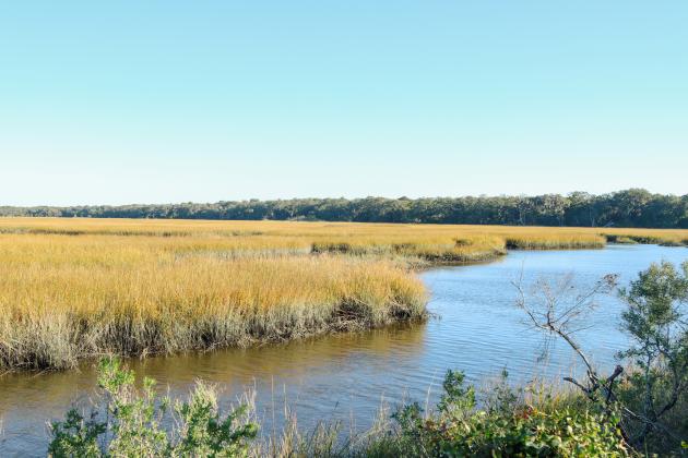 Egan's Creek and the North Florida Land Trust's newly-acquired donation land from the Thornton Family is seen from Atlantic Avenue on Thursday. The nearly 400 acres will be known as the Thornton Family Preserve. Photo by Ashley Chandler/News-Leader