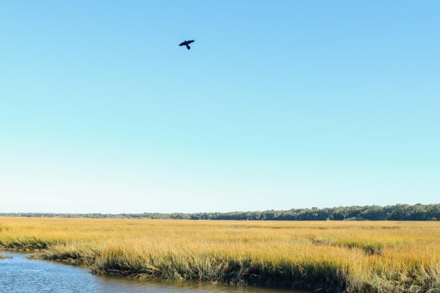 A bird flys over marshland within the North Florida Land Trust's newly acquired donation land from the Thornton family. Photo by Ashley Chandler/News-Leader