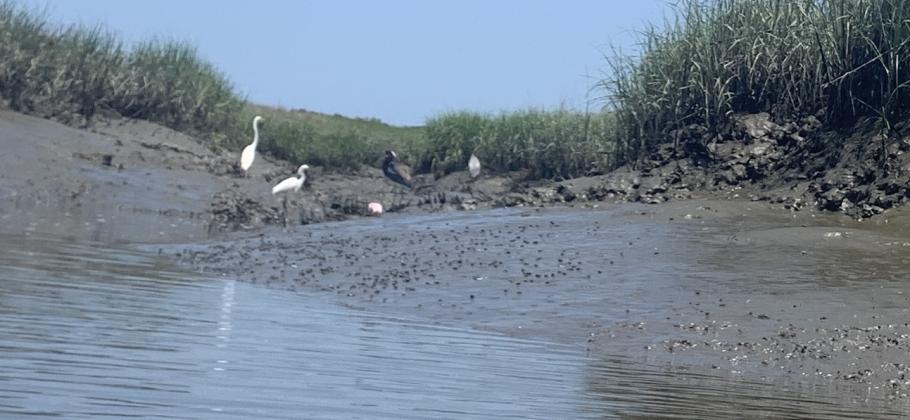 Pictured on Thornton property. Photo from North Florida Land Trust