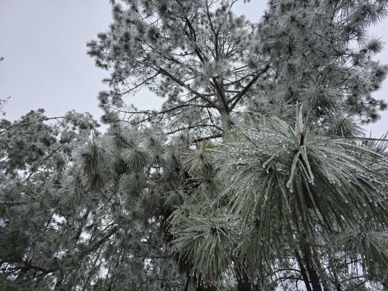 Ice covers trees Wednesday. Photo by Ashley Chandler/News-Leader
