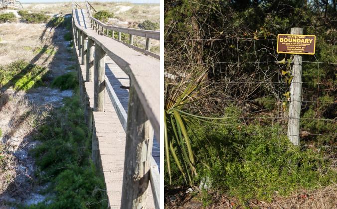 Left: Asparagus fern grows under a beach walkway Wednesday in Fernandina Beach. Right: Asparagus fern creeps past the boundary of Fort Clinch State Park. Photos by Ashley Chandler/News-Leader