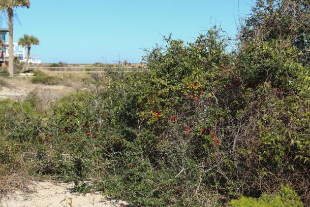 Brazilian Pepper-tree grows in Fernandina Beach. Photo by Ashley Chandler/News-Leader