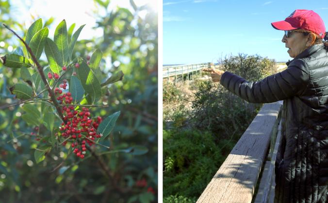 Left: Brazilian Pepper-tree grows in Fernandina Beach. Right: Bev Lawrence points out invasive plant species Wednesday in Fernandina Beach. Photos by Ashley Chandler/News-Leader