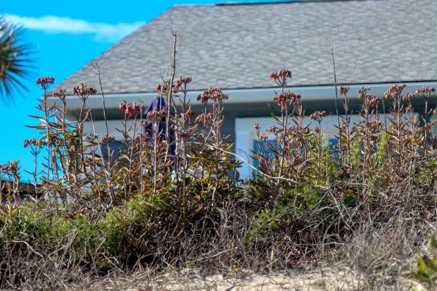 Mother of Millions grows in a dune in Fernandina Beach. Photo by Ashley Chandler/News-Leader