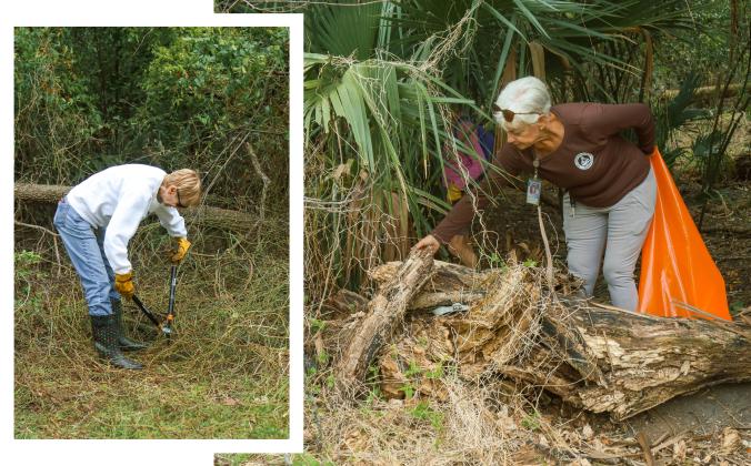 Left: Stephanie Brown clears vines and brush during an Invader Raiders cleanup event in December on city conservation land. The group was working to clear trash, debris and invasive plant species from the property. Right: Kathy Russell, conservation and environmental manager for city of Fernandina Beach, clears debris in December during an Invader Raiders cleanup event of city conservation property. Photos by Ashley Chandler/News-Leader